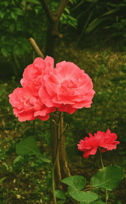 ezgif-5720def9f0815c.thumb.gif.2a88224d24cc3c85e35f93e2685c742a.gif
